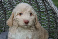 Mars, a male Spanish Water Dog and Poodle - Miniature  for sale in Sugarcreek, OH – 1 of 4