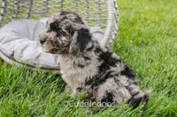 Valley, a female Spanish Water Dog and Poodle - Miniature  for sale in Sugarcreek, OH – 4 of 5