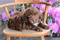 Earth, a male Spanish Water Dog and Poodle - Miniature  for sale in Sugarcreek, OH – 3 of 5
