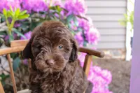 Uranus, a male Spanish Water Dog and Poodle - Miniature  for sale in Sugarcreek, OH – 1 of 4