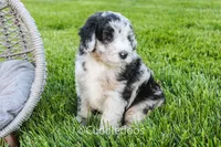 Zinnia, a male Poodle - Miniature  and Sheepadoodle for sale in Sugarcreek, OH – 4 of 5