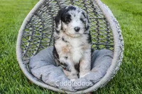 Zinnia, a male Poodle - Miniature  and Sheepadoodle for sale in Sugarcreek, OH – 3 of 5
