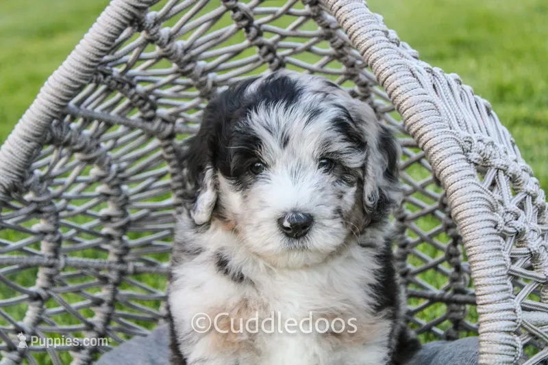 Zinnia – Poodle - Miniature , Sheepadoodle puppy for sale in Sugarcreek, OH