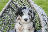 Zinnia, a male Poodle - Miniature  and Sheepadoodle for sale in Sugarcreek, OH – 2 of 5