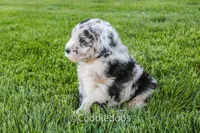 Zinnia, a male Poodle - Miniature  and Sheepadoodle for sale in Sugarcreek, OH – 5 of 5