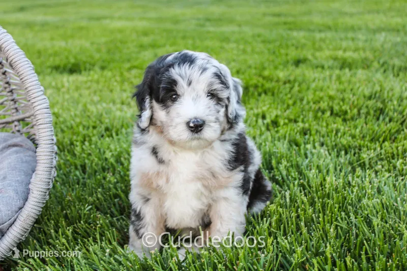 Zinnia – Poodle - Miniature , Sheepadoodle puppy for sale in Sugarcreek, OH