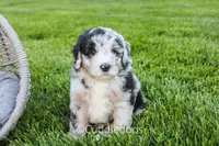 Zinnia, a male Poodle - Miniature  and Sheepadoodle for sale in Sugarcreek, OH – 1 of 5