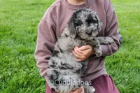 Valley, a female Spanish Water Dog and Poodle - Miniature  for sale in Sugarcreek, OH – 5 of 5