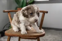 Everest, a female Spanish Water Dog and Poodle - Miniature  for sale in Sugarcreek, OH – 3 of 5