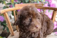Uranus, a male Spanish Water Dog and Poodle - Miniature  for sale in Sugarcreek, OH – 3 of 4