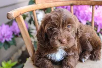 Earth, a male Spanish Water Dog and Poodle - Miniature  for sale in Sugarcreek, OH – 5 of 5