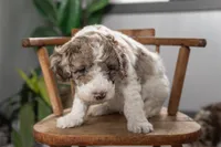 Everest, a female Spanish Water Dog and Poodle - Miniature  for sale in Sugarcreek, OH – 2 of 5