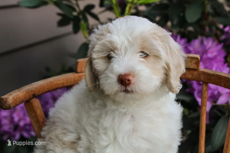 Venus – Spanish Water Dog, Poodle - Miniature  puppy for sale in Sugarcreek, OH