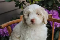 Venus, a female Spanish Water Dog and Poodle - Miniature  for sale in Sugarcreek, OH – 1 of 4