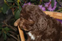 Jupiter, a male Spanish Water Dog and Poodle - Miniature  for sale in Sugarcreek, OH – 2 of 6