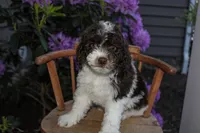 Saturn, a female Spanish Water Dog and Poodle - Miniature  for sale in Sugarcreek, OH – 2 of 4