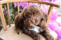 Earth, a male Spanish Water Dog and Poodle - Miniature  for sale in Sugarcreek, OH – 1 of 5