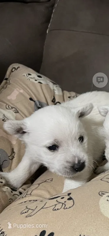 Sam – West Highland White Terrier puppy for sale in Somerville, AL