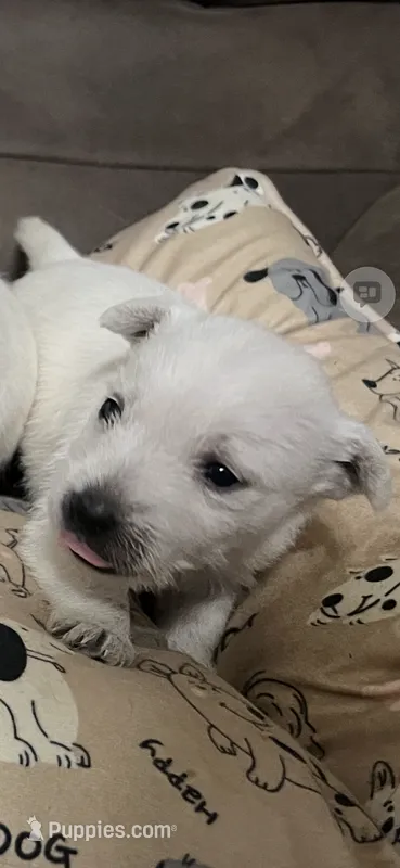 Levi – West Highland White Terrier puppy for sale in Somerville, AL