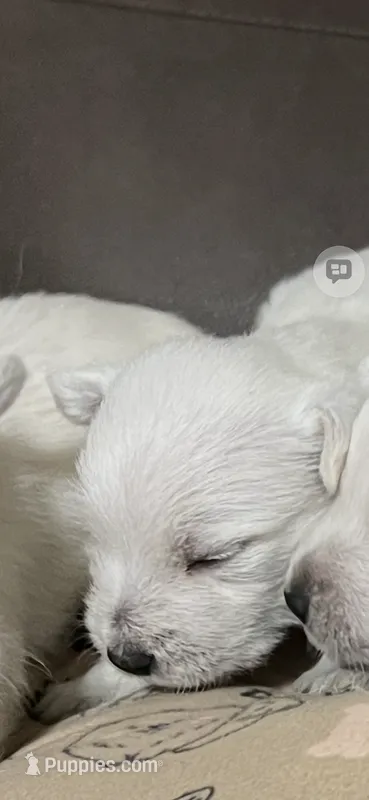 Houston – West Highland White Terrier puppy for sale in Somerville, AL