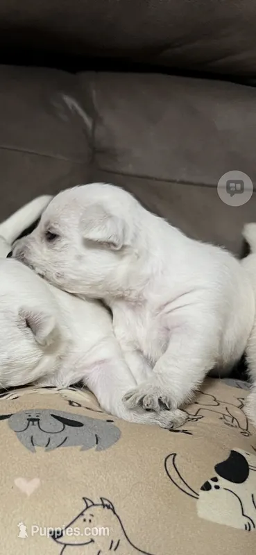 Sophia – West Highland White Terrier puppy for sale in Somerville, AL