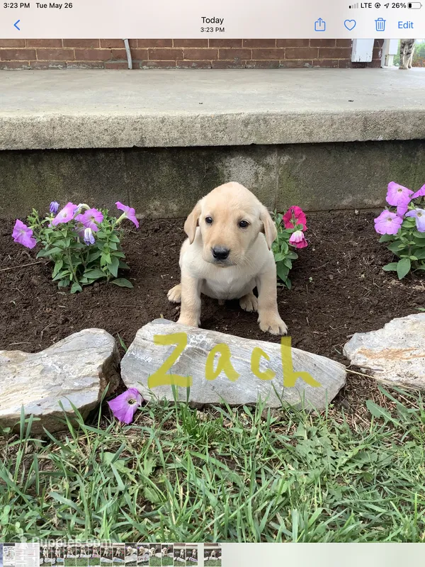 Zach – Labrador Retriever puppy for sale in Waynesboro, PA