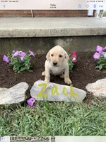 Zach, a male Labrador Retriever for sale in Waynesboro, PA – 1 of 1