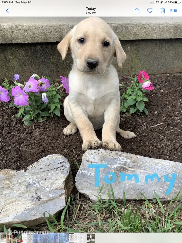 Tommy – Labrador Retriever puppy for sale in Waynesboro, PA