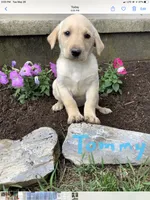 Tommy, a male Labrador Retriever for sale in Waynesboro, PA – 1 of 1