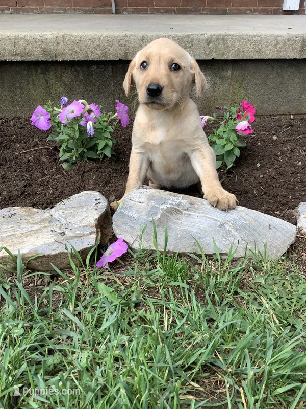 Beth – Labrador Retriever puppy for sale in Waynesboro, PA