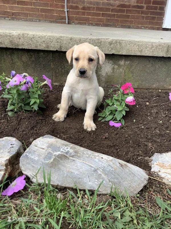 Alex – Labrador Retriever puppy for sale in Waynesboro, PA