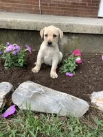 Alex, a male Labrador Retriever for sale in Waynesboro, PA – 1 of 2