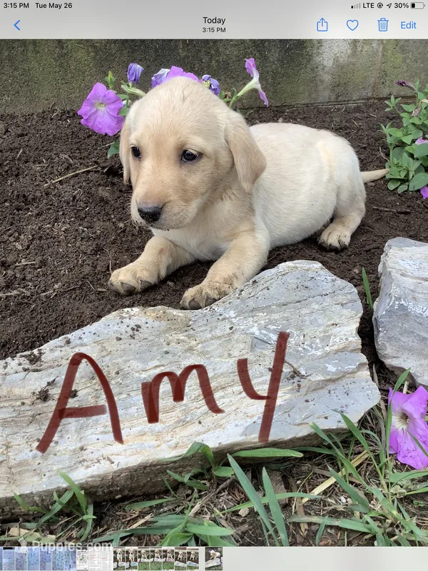 Amy – Labrador Retriever puppy for sale in Waynesboro, PA