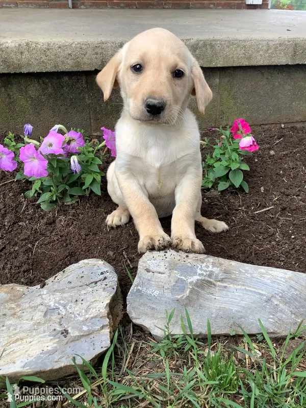 Tommy – Labrador Retriever puppy for sale in Waynesboro, PA