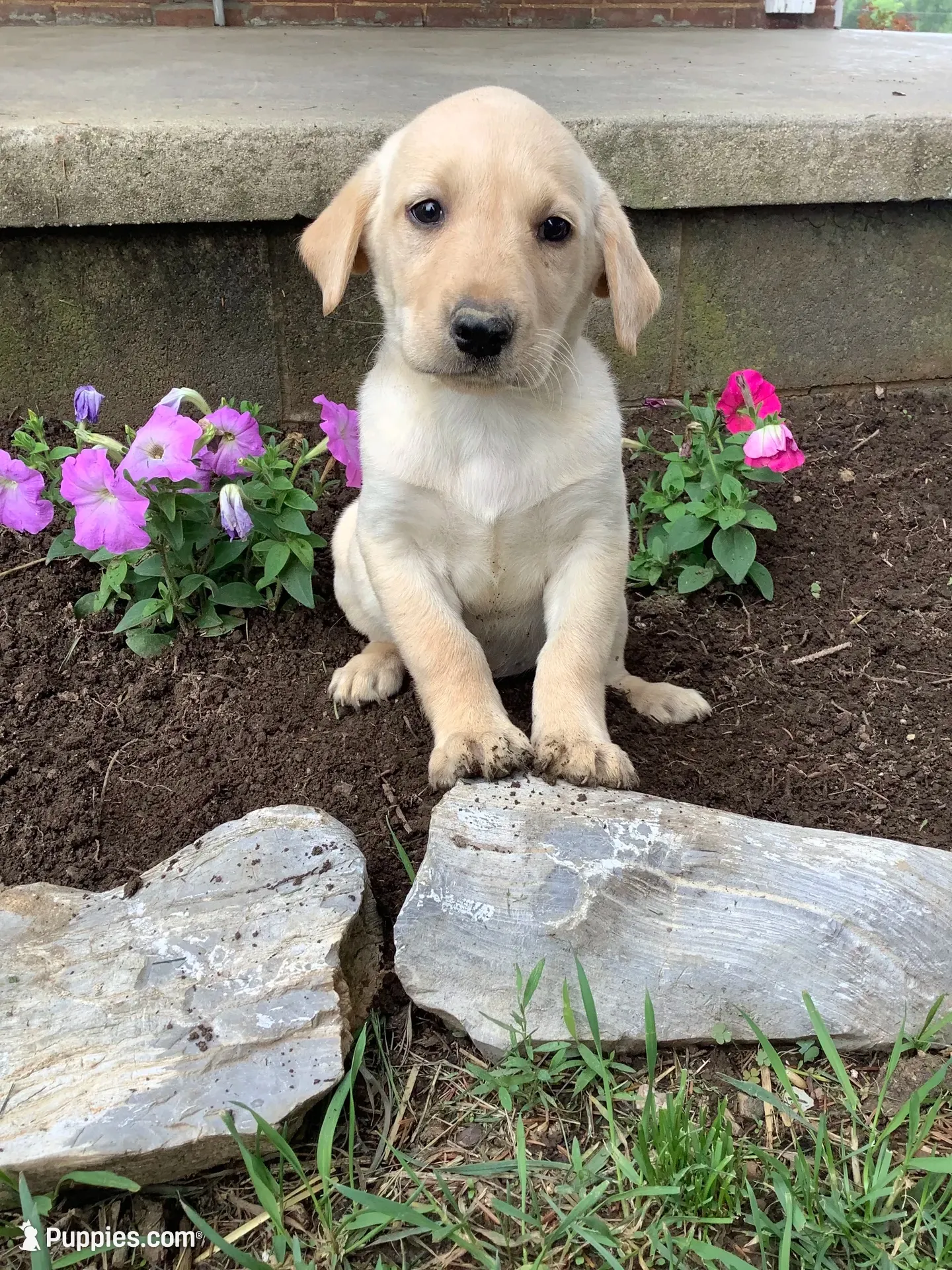 Tommy, a male Labrador Retriever for sale in Waynesboro, PA – 1 of 1