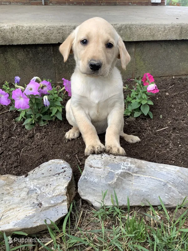 Tommy – Labrador Retriever puppy for sale in Waynesboro, PA
