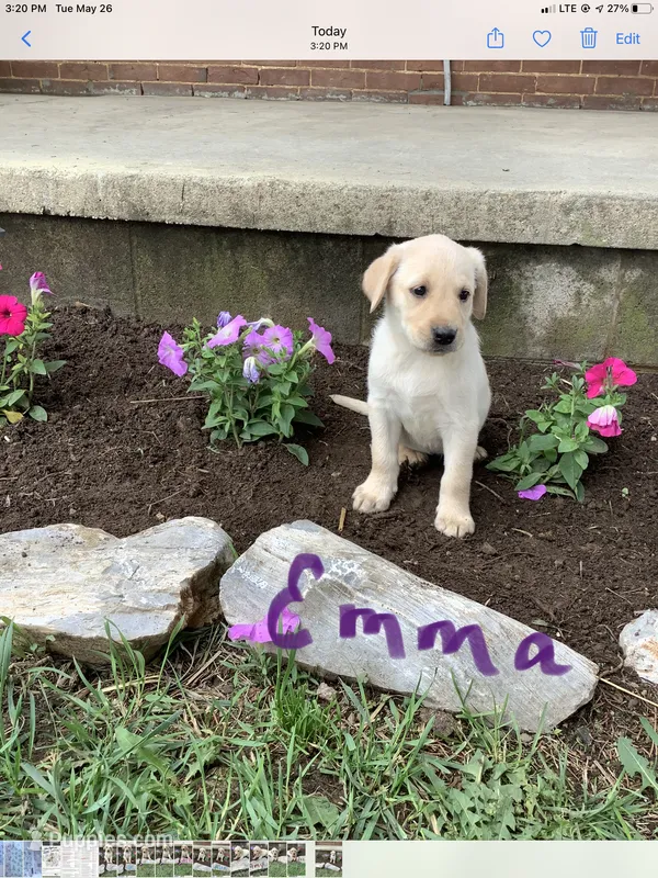 Emma – Labrador Retriever puppy for sale in Waynesboro, PA