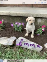 Emma, a female Labrador Retriever for sale in Waynesboro, PA – 1 of 1
