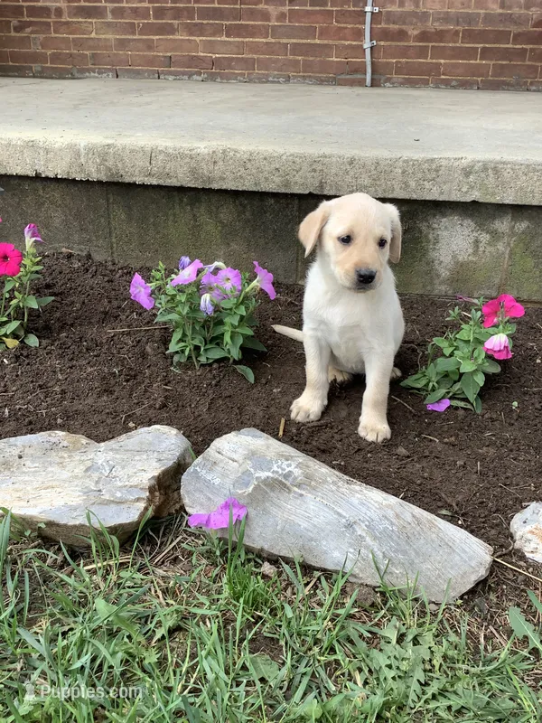 Jack – Labrador Retriever puppy for sale in Waynesboro, PA