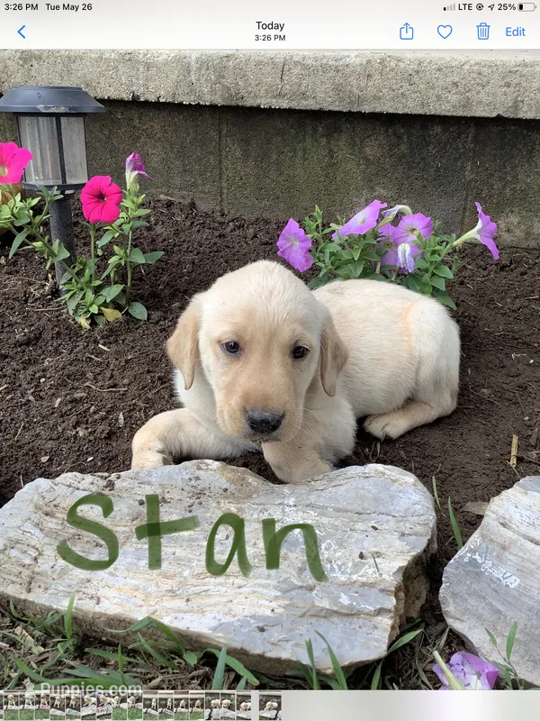 Stan – Labrador Retriever puppy for sale in Waynesboro, PA