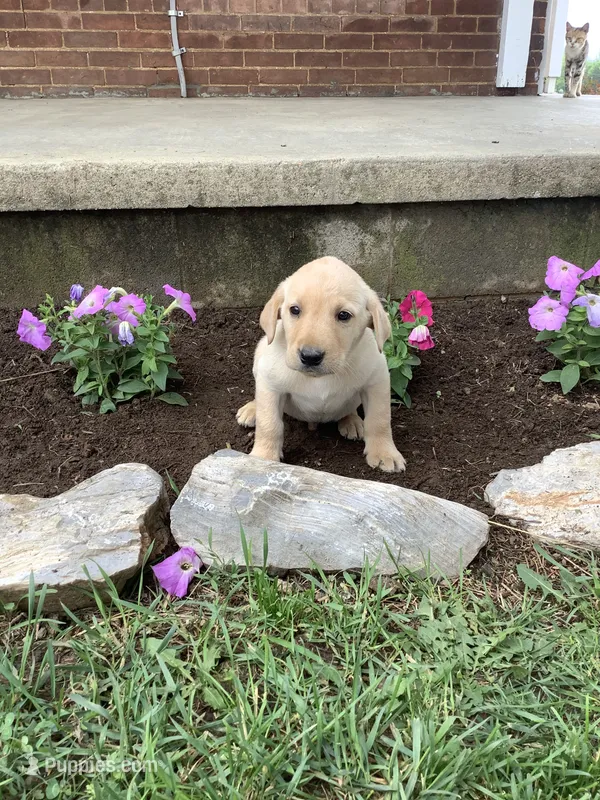Zach – Labrador Retriever puppy for sale in Waynesboro, PA