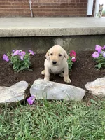 Zach, a male Labrador Retriever for sale in Waynesboro, PA – 1 of 1