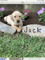 Jack, a male Labrador Retriever for sale in Waynesboro, PA – 1 of 1