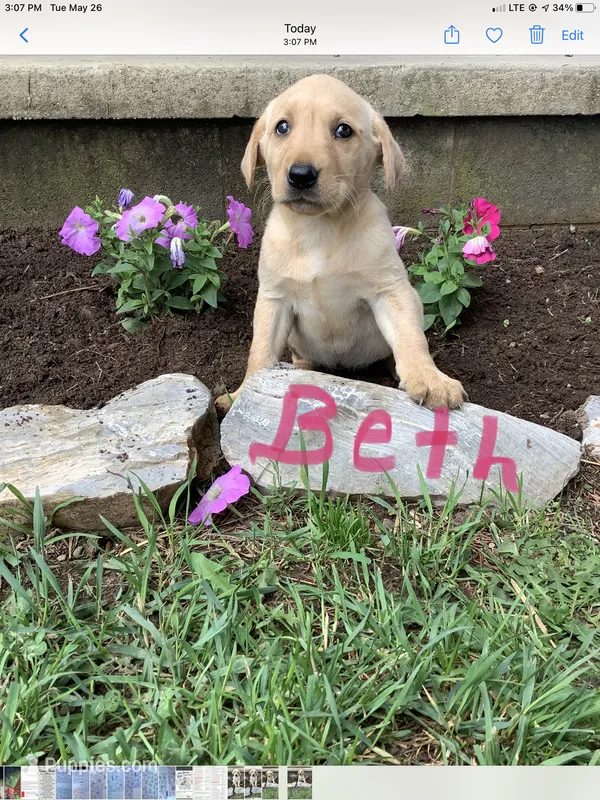 Beth – Labrador Retriever puppy for sale in Waynesboro, PA