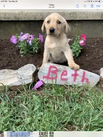 Beth, a female Labrador Retriever for sale in Waynesboro, PA – 1 of 1