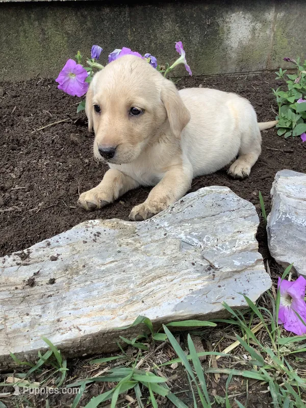 Amy – Labrador Retriever puppy for sale in Waynesboro, PA