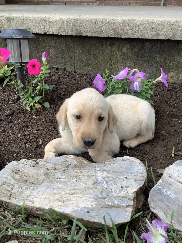 Stan – Labrador Retriever puppy for sale in Waynesboro, PA