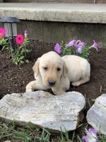 Stan, a male Labrador Retriever for sale in Waynesboro, PA – 1 of 1