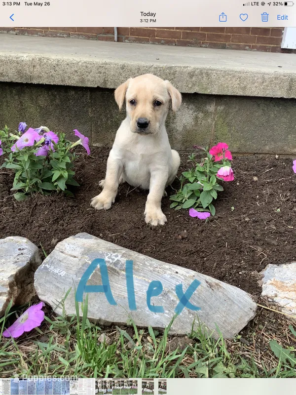 Alex – Labrador Retriever puppy for sale in Waynesboro, PA