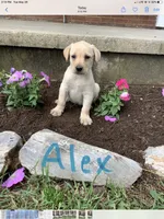 Alex, a male Labrador Retriever for sale in Waynesboro, PA – 1 of 1